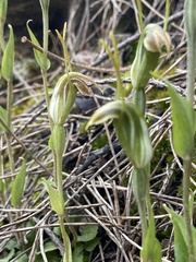 Pterostylis
