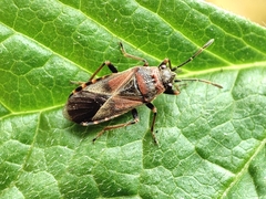 Arocatus melanocephalus