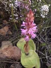 Satyrium erectum