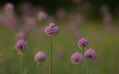 Allium