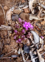 Raphionacme hirsuta