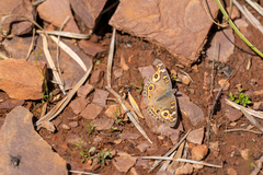 Junonia villida
