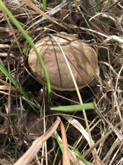 Cyanoboletus pulverulentus