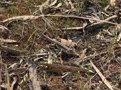 Amphibolurinae