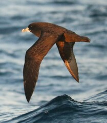 Procellaria aequinoctialis