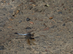 Orthetrum caledonicum