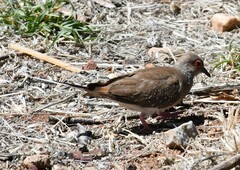 Geopelia cuneata