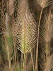 Hordeum marinum