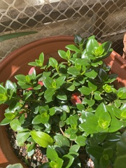 Nematanthus gregarius