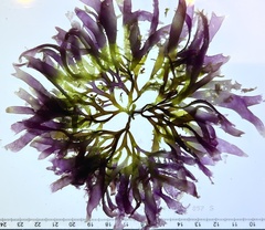 Rhodophyta