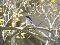 Ficedula semitorquata