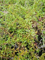Thymus serpyllum serpyllum