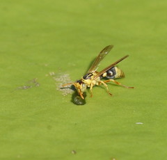 Ropalidia romandi