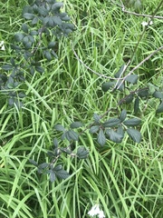 Rubus parvifolius