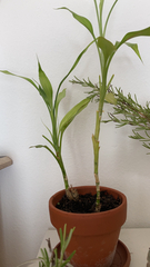 Dracaena sanderiana
