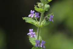 Mesosphaerum suaveolens