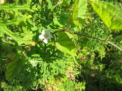 Convolvulus farinosus
