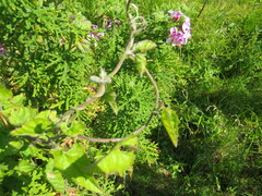Convolvulus farinosus
