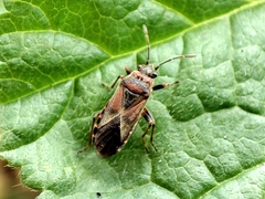 Arocatus melanocephalus