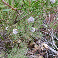 Leucadendron galpinii