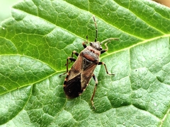 Arocatus melanocephalus