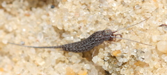Meinertellidae