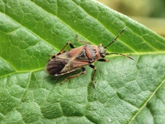 Arocatus melanocephalus