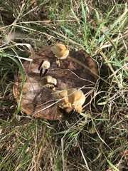 Neoboletus erythropus