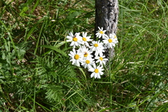 Tanacetum corymbosum