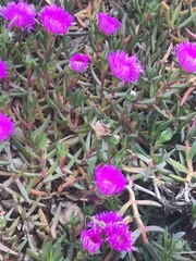 Carpobrotus rossii