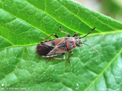 Arocatus melanocephalus