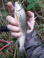 Salmo trutta fario