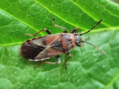 Arocatus melanocephalus