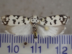 Ethmia eupostica