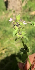Stachys arvensis