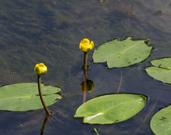 Nuphar pumila