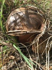 Neoboletus erythropus