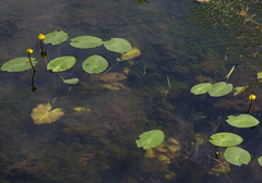 Nuphar pumila