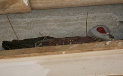Columba guinea