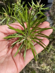 Persoonia linearis