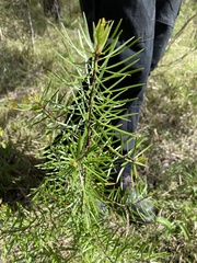 Persoonia linearis
