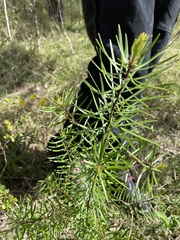 Persoonia linearis