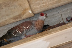 Columba guinea