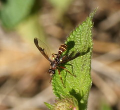 Daptolestes nicholsoni