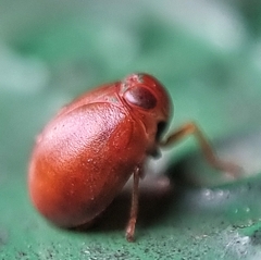 Hemisphaerius