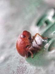 Hemisphaerius