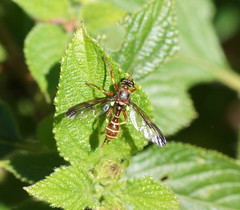 Daptolestes nicholsoni