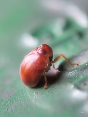 Hemisphaerius