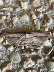 Euphronarcha luxaria