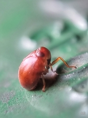 Hemisphaerius